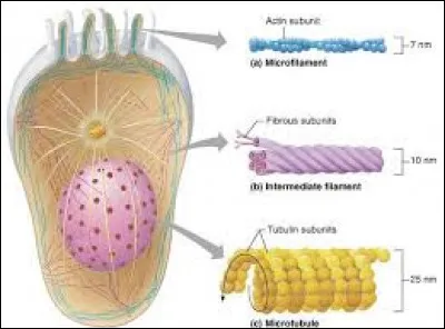 De quelles structures est-il composé ?