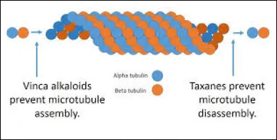 Dans quels processus interviennent les microtubules ?