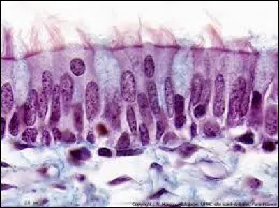 Quelles propositions sont correctes concernant la structure moléculaire des microtubules ?