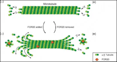 Quelles propositions sont fausses concernant la polymérisation des microtubules ?