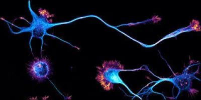 À propos des filaments intermédiaires :