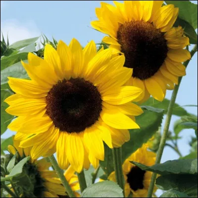 Tour comme tournesol : quel est son nom ?