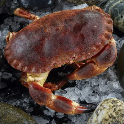 Tour comme tourteau : quel est son surnom ?