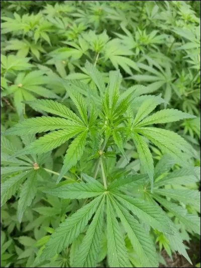 Il y a 10 000 (au moins) s'établissait la culture et la consommation du cannabis : où peut-on, en France, en acheter des graines en toute légalité ?