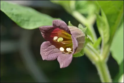 4 siècles avant J.-C., cette plante fut un remède : mais du remède au poison, il n'y a qu'un pas ! Méfiez-vous de faire une tisane de ...