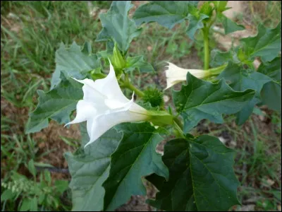- 1 000 > Son nom de "Datura" ne provient pas de son aire d'origine, l'Amérique centrale. Mais bien des siècles plus tard, elle apparaît en littérature, dans ...