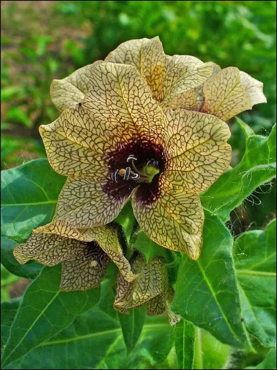 - 1 000 > De la Pythie de Delphes aux "berserkers" vikings, ils y ont tous goûté ! Analgésique, narcotique, etc. cette plante est un redoutable psychoactif ! Il s'agit de ...