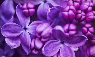 Comment fabrique-t-on du violet ?