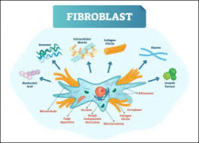 Parmi ces fonctions, lesquelles sont exécutées par le fibroblaste et ses équivalents ?