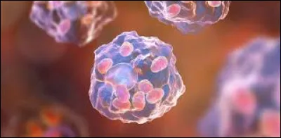 Passons aux macrophages ! Quelles sont ses caractéristiques ?