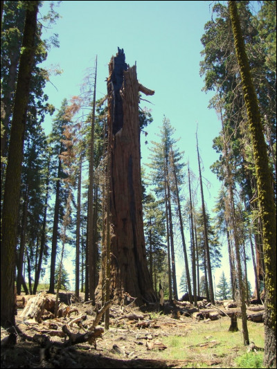 2 850 ans > C'est l'âge de ce séquoia géant, décimé et ravagé par maints incendies (le dernier en 2005) : comment le nomme-t-on et est-il encore vivant ?