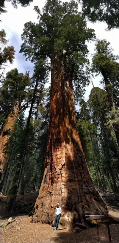 3 200 ans > Encore un séquoia, le "Président". Avec ses 54 000 pieds-cubiques de bois, vous pourrez vous chauffer pendant ...