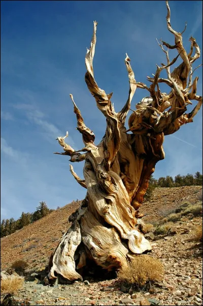 "Mathusalem" a 4 852 ans, ce [...quelle espèce ?] est donc plus vieux que les pyramides d'Égypte, mais plus jeune que ...