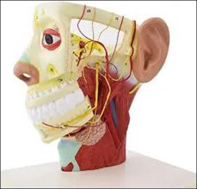 Quelles réponses sont justes concernant les nerfs crâniens ?