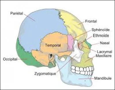 Quels os appartiennent au viscérocrâne ?