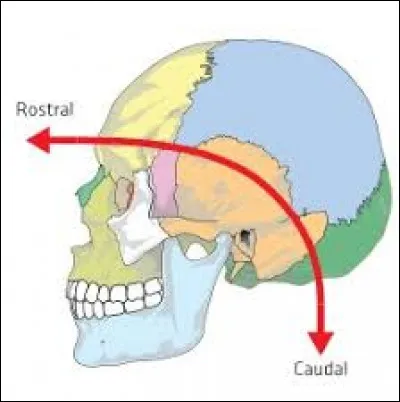 À propos des éléments visibles sur une vue latérale :