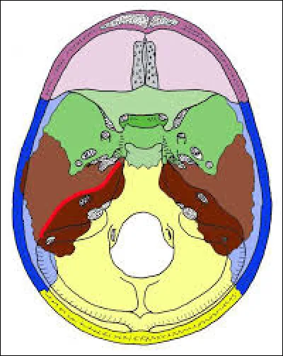 Prenons un peu de profondeur avec une vue endocrânienne, quelles affirmations sont justes ?