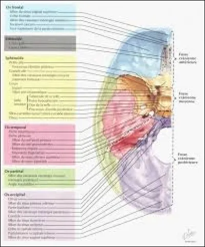 À propos des différentes fosses :
