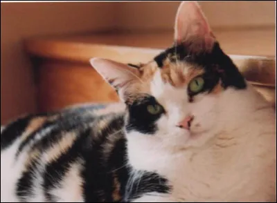 Le chat de Jane99 est tout mignon, vous voulez une question cadeau ? Quelle est la couleur de ses yeux ?