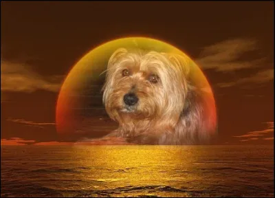 Nwt, vétérante du site et autrice exceptionnelle, affiche son compagnon sur sa photo de profil. Quelle est sa race ?