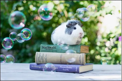 Quel rongeur trouves-tu le plus mignon ?