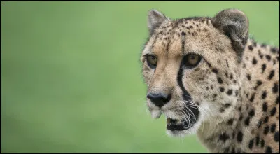 Parmi ces animaux, lequel est le plus malin ?