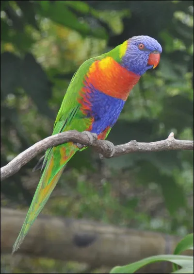 Quelle est ta couleur préférée ?