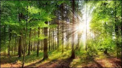 Le boisement ou afforestation consiste à :