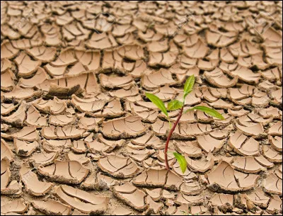 Sur des terres arides, peuvent être plantées :