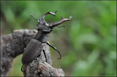 Les coléoptères sont des insectes qui :