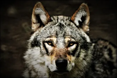 Dans quelles circonstances Tyler Lockwood a-t-il été tué ?