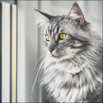 Quel animal emmènes-tu ?