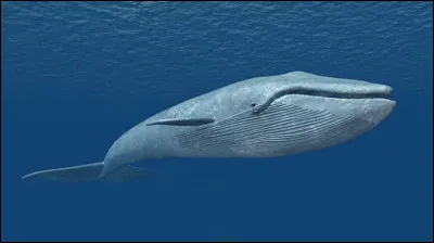 Ton crush te traite de baleine bleue, que dis-tu ?