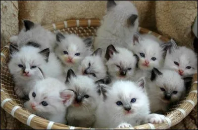 Quel chat est le plus beau ?