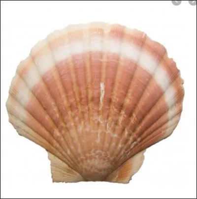 Commercialisé à travers ce slogan "La Saint-Jacques dans votre assiette, la coquille dans vos toilettes". Qui est cet article éco-responsable revisité appelé BBB Beige Perle Saint-Jacques ?