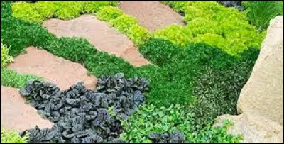 Les plantes couvre-sol ont-elles un tempérament ?