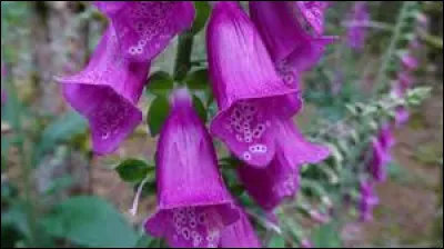 La digitale est-elle toxique ?