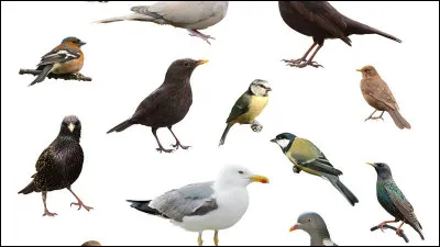 Parmi les animaux suivants, lequel est le plus rapide ?