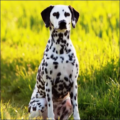 Quelle méchante de cinéma veut se faire un manteau en fourrure de dalmatien ?