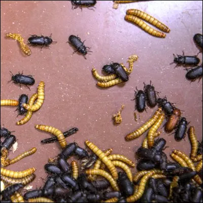 Comment appelle-t-on la larve de l'animal dont le nom scientifique est Bufo bufo ?