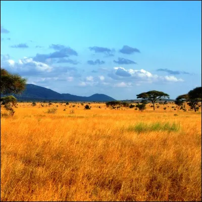 Qu'est-ce que le proboscis, que l'on trouve dans la vie sauvage en Asie et en Afrique ?