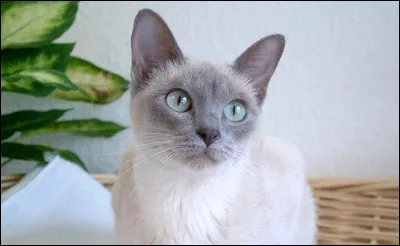 Quelle est cette race de chat ?