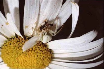 Quel aliment sucr est produit par des insectes ?