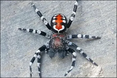 Combien la majorité des araignées ont-elles d'yeux ?