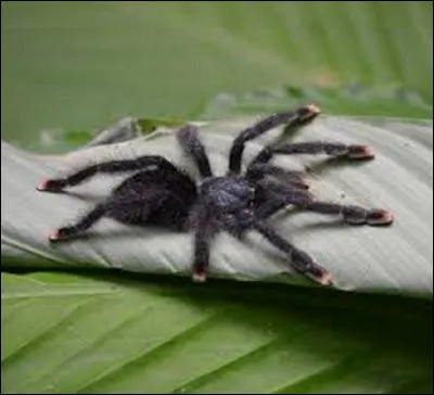 Où peut-on voir cette araignée, familièrement appelée ''matoutou'' ?