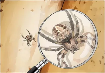 Quel est le nom de la science qui étudie les araignées ?