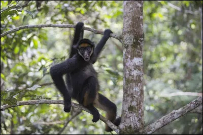 Quel est le nom du singe-araignée ?