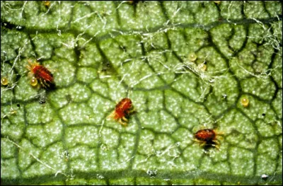 Sous quel nom sont plus connues les araignées rouges ?
