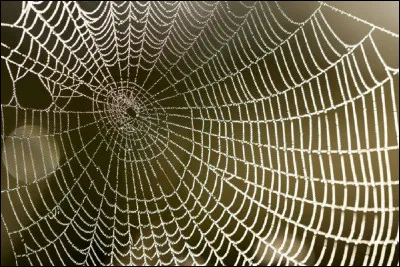 De quoi les toiles d'araignées sont-elles faites ?