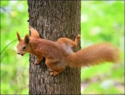 Quel animal le Leonberg est-il ? (ne vous fiez pas à l'image)
